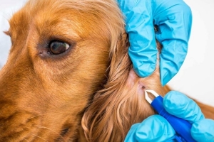 İstanbul Parazit Tedavisi